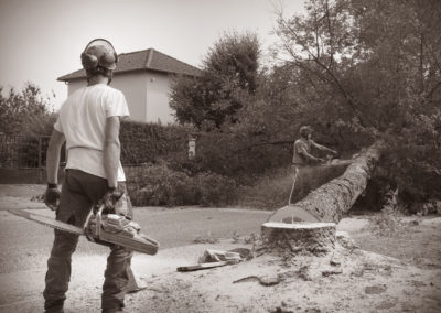 Savoir faire - Reportage d'entreprise - élagage d'arbres